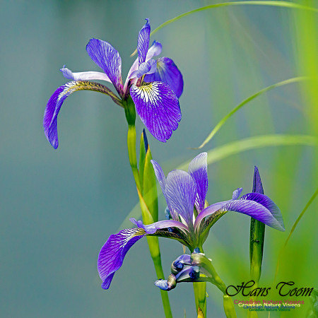 Blue Flag Iris 2