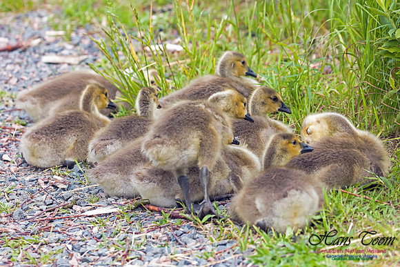 Canada Goose 1