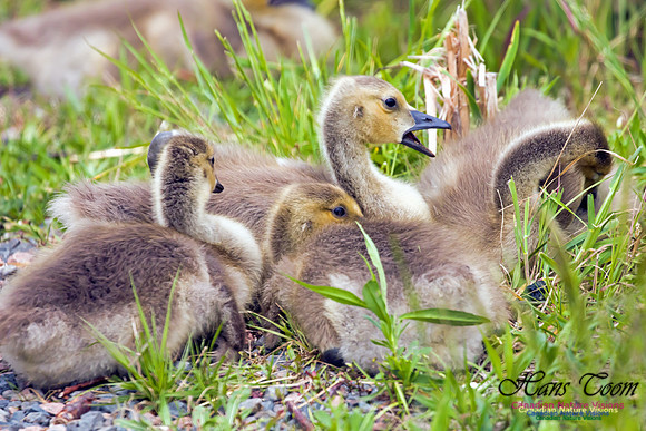 Canada Goose 2