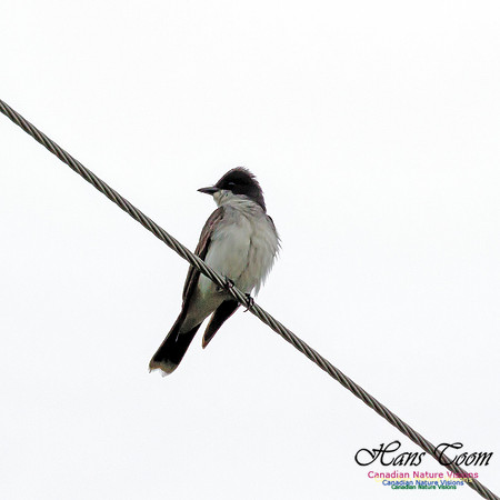 Eastern King Bird 1