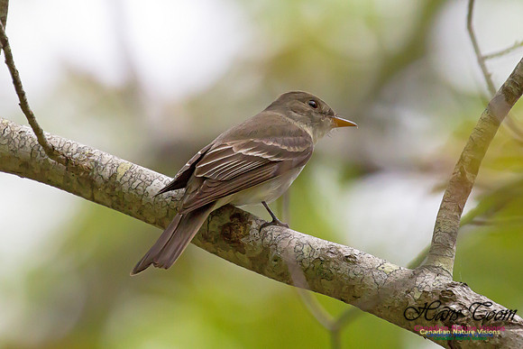 Eastern Wood-Pewee 1