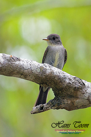 Eastern Wood-Pewee 2