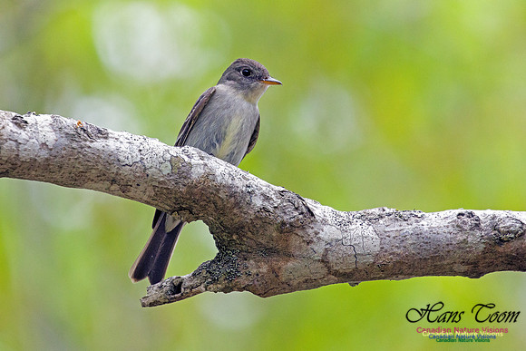 Eastern Wood-Pewee 3