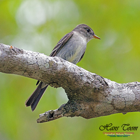 Eastern Wood-Pewee 4