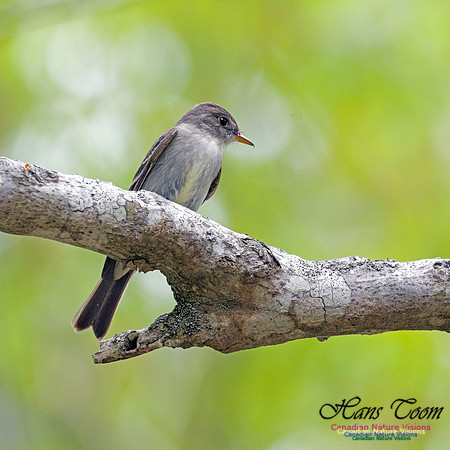 Eastern Wood-Pewee 5