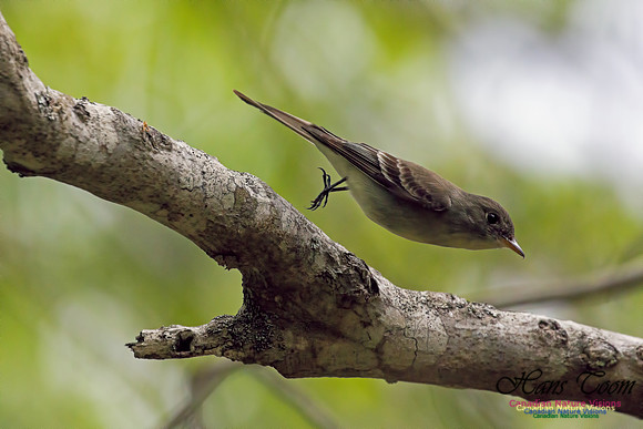 Eastern Wood-Pewee 6