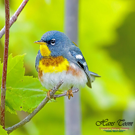 Northern Parula 2