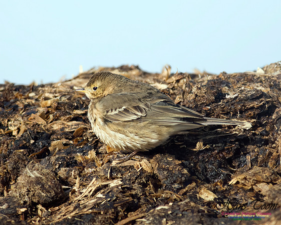 American Pipit 101