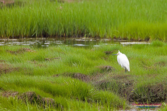 Snowy Egret 2