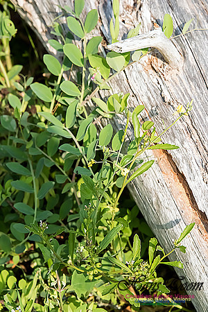 Beach Pea and Sea Rocket-Cakile edentuala, a Brassicaceae