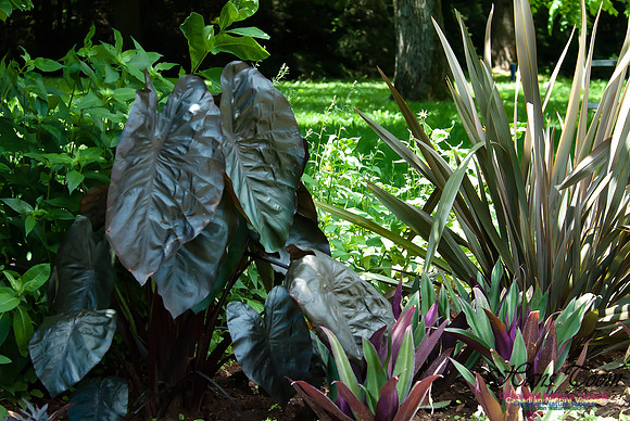 Rock Garden at Agricultural College