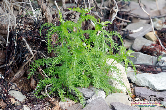 Yarrow