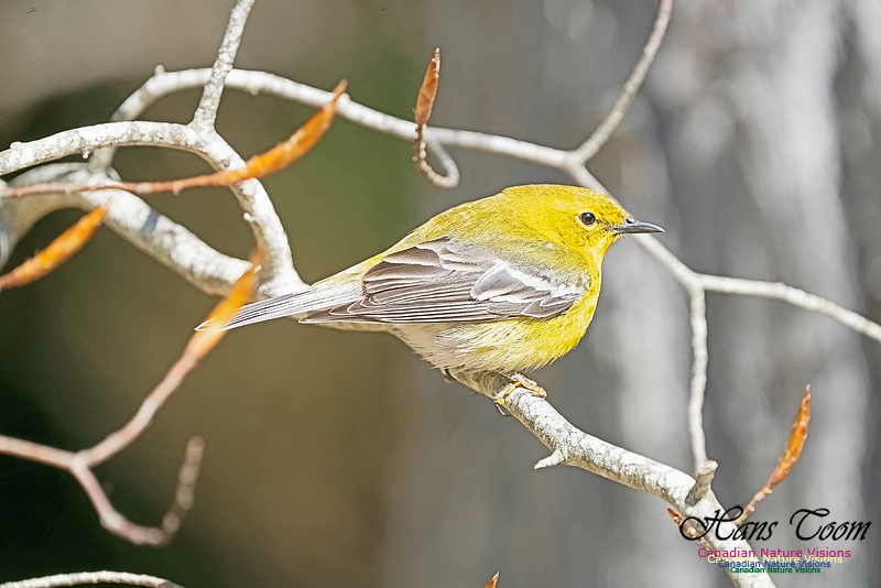 Pine Warbler 217