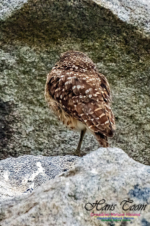 Burrowing Owl 111