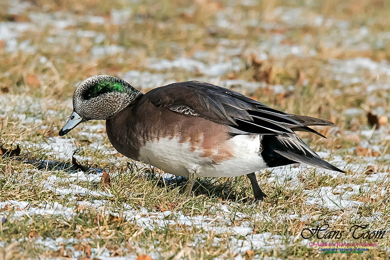 American Wigeon