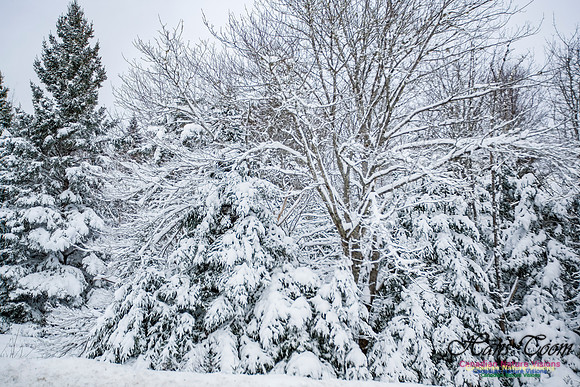December Snow Scenes in Nova Scotia 110
