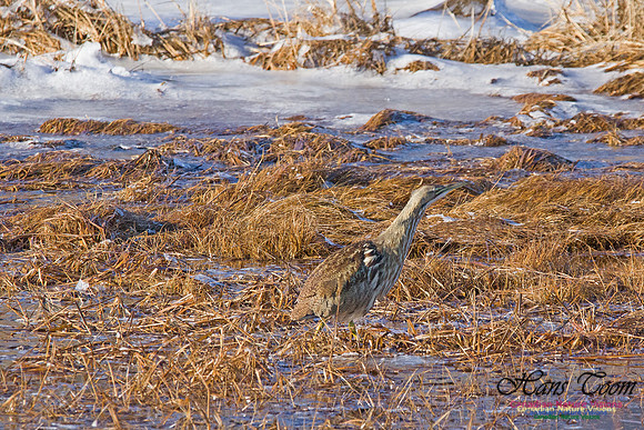 American Bittern 1