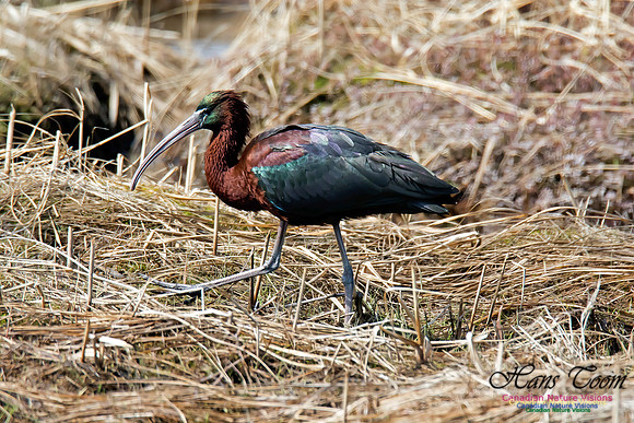Glossy Ibis