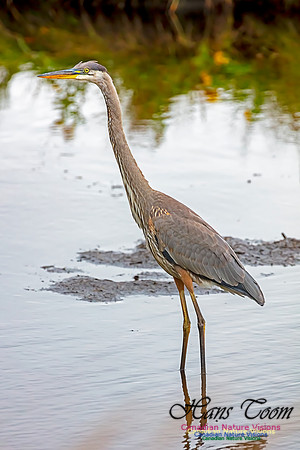 Great Blue Heron 400