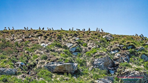 Great Island Puffins 115