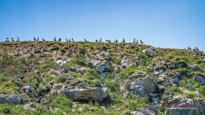 Great Island Puffins 115