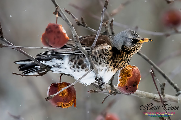 Fieldfare