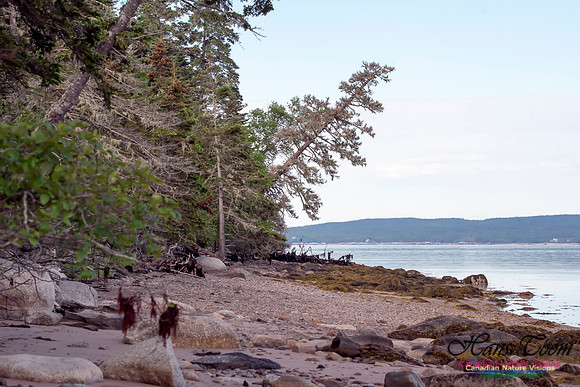Troop Island Shoreline