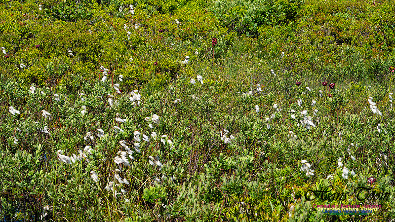 Cotton Grass 100