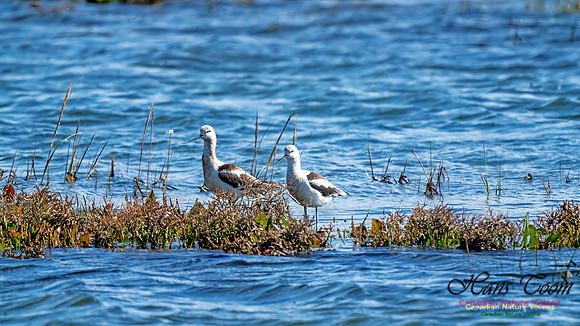 American Avocet 308