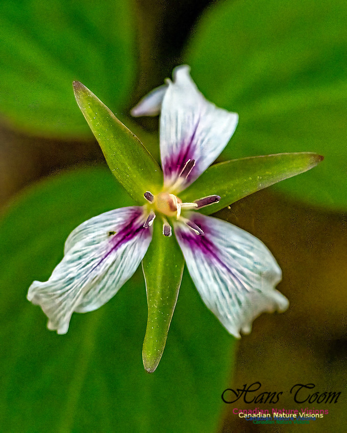 Painted Trillium 304