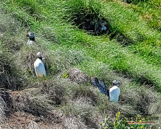 Great Island Puffins 100