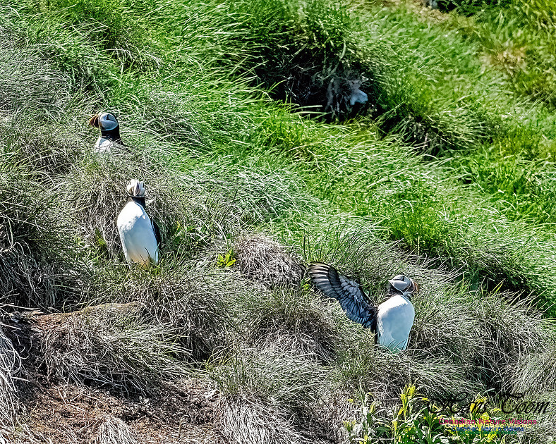 Great Island Puffins 100