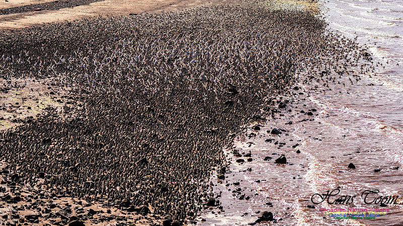 Peeps Evangeline Beach 2024 2056