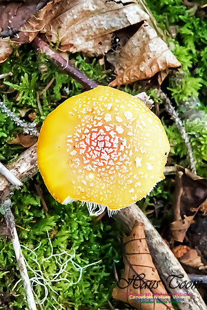 Amanita Muscaria