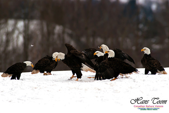 Bald Eagle