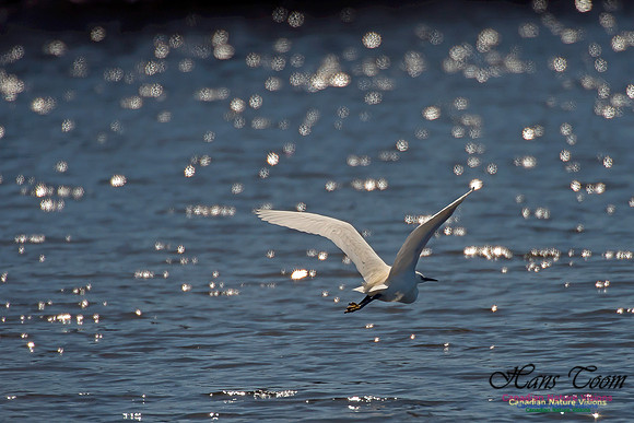 Little Egret