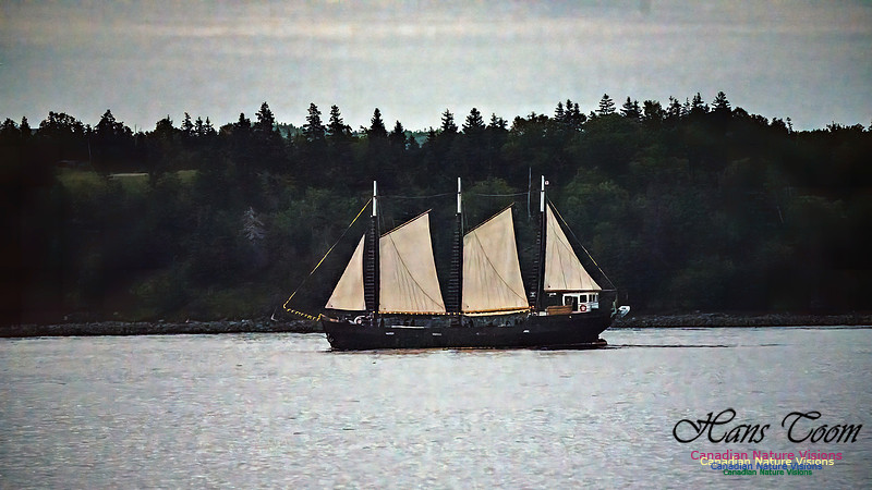 Harbour Traffic 114