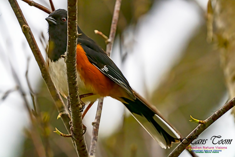 Eastern Towhee 204
