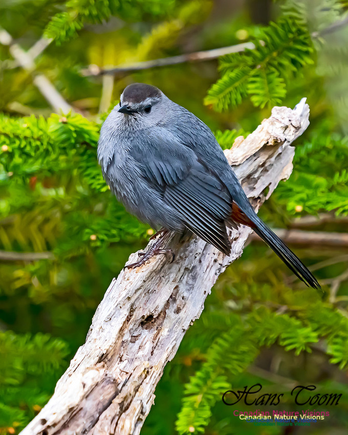 Grey Catbird 201