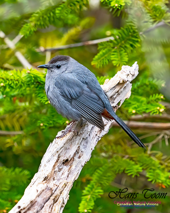 Grey Catbird 202