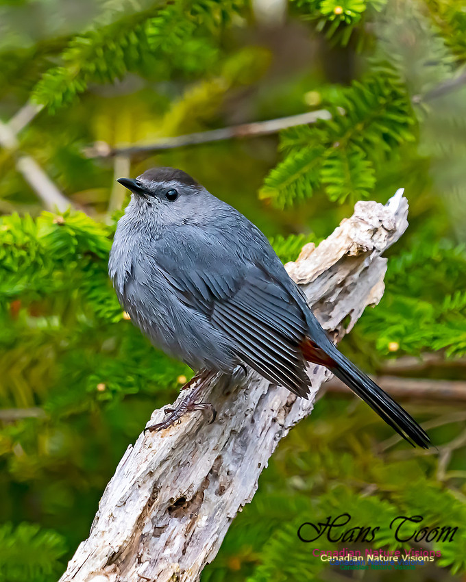 Grey Catbird 203