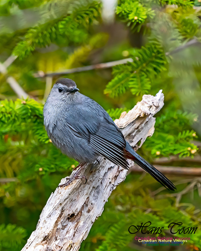 Grey Catbird 204