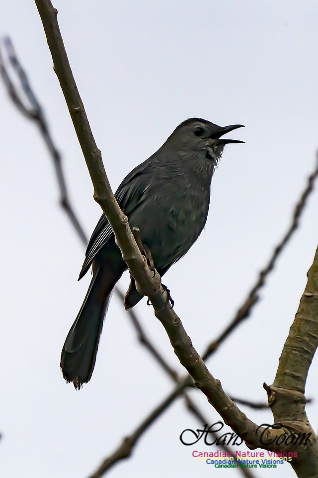 Grey Catbird 207
