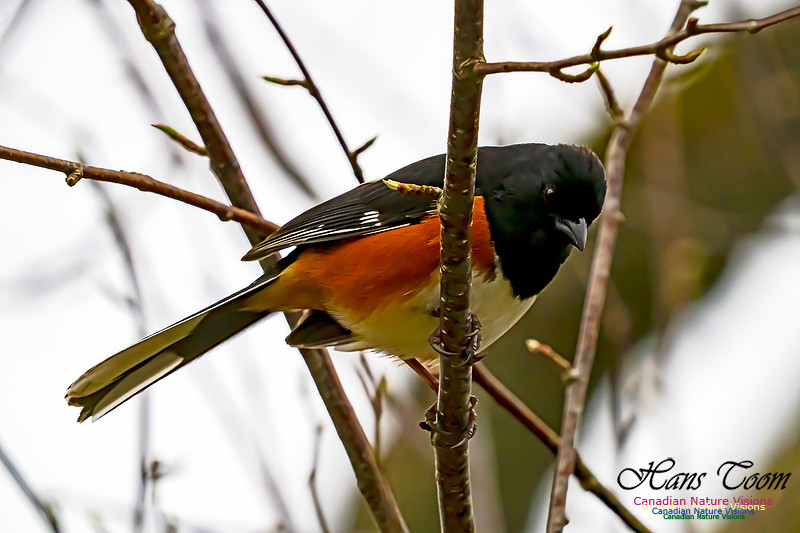 Eastern Towhee 200
