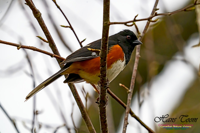 Eastern Towhee 201