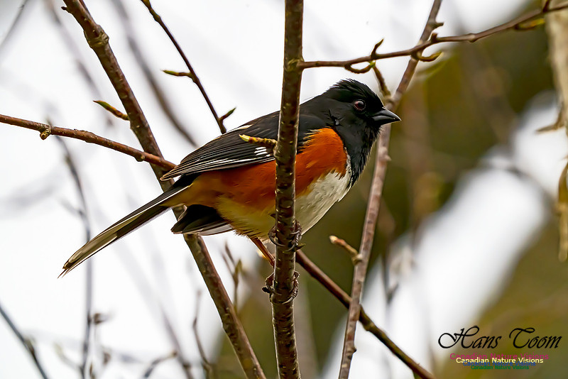 Eastern Towhee 202
