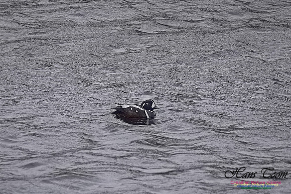 Harlequin Duck 104