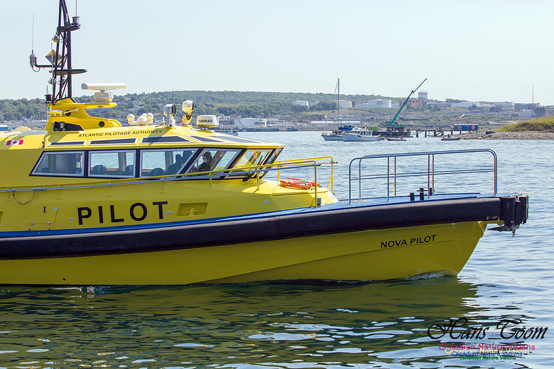 Nova Pilot 4