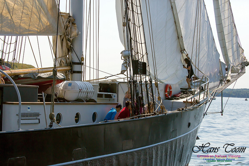 Wylde Swan 3