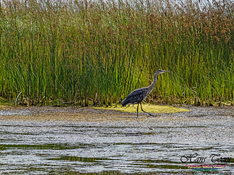 Great Blue Heron 100
